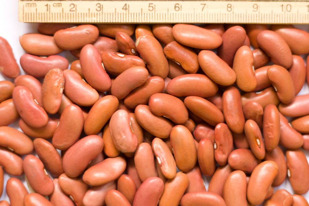 Light Red Kidney Beans